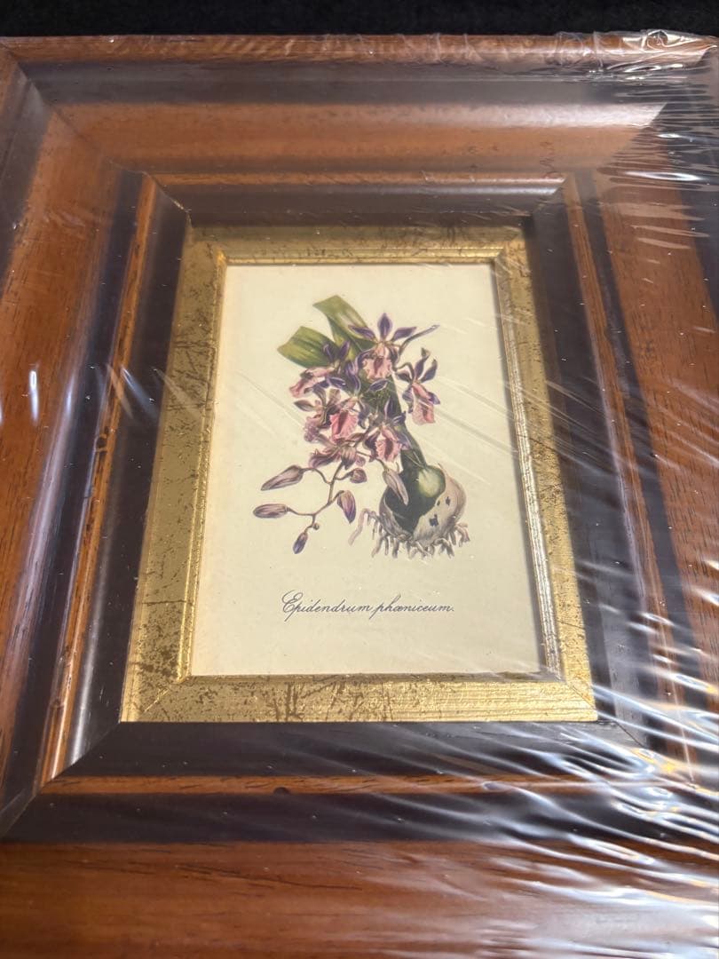 イタリア製 額装 インテリア 壁掛 エピデンドラム ラン科 ITALY オブジェ