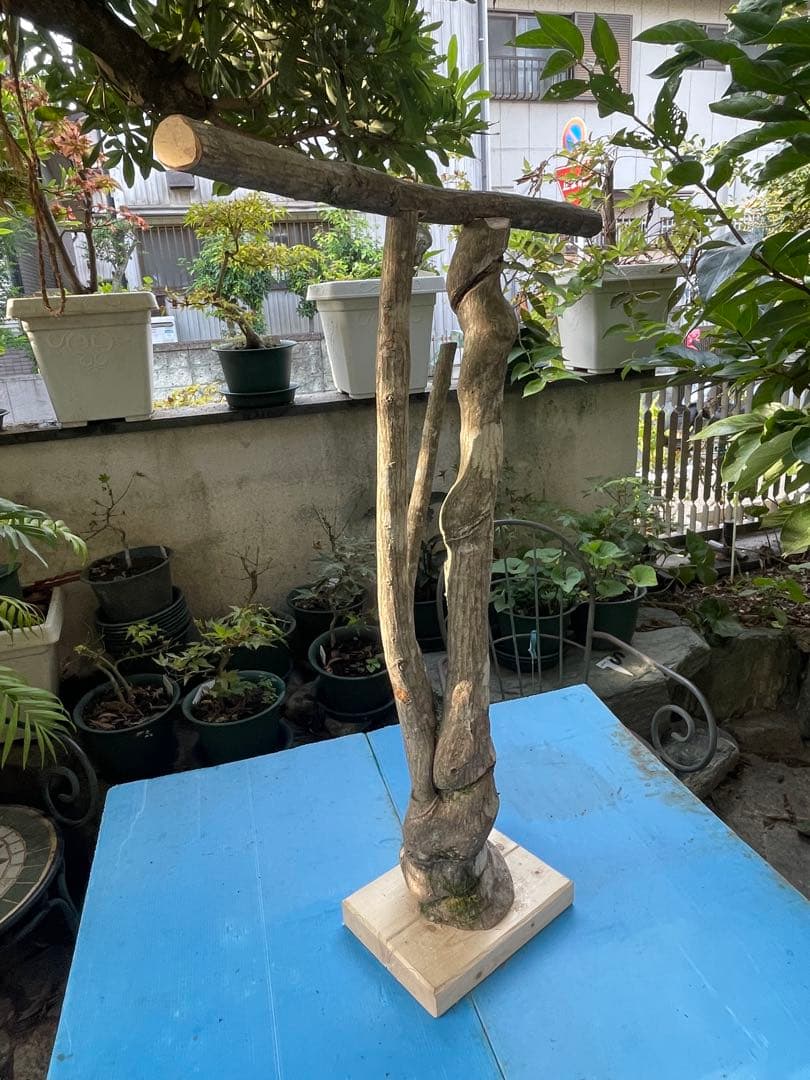 天然木大型鳥用バードジム