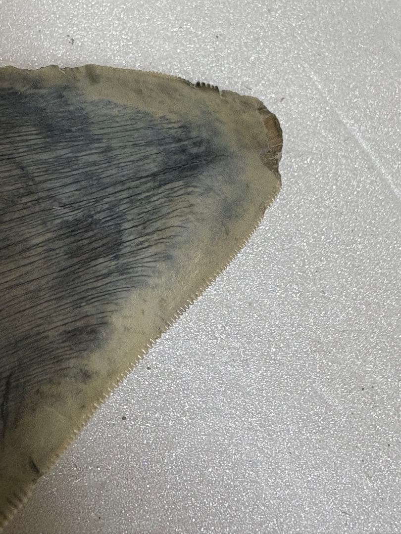 化石サメの歯メガロドンインドネシア約9.6cm 約134g 新生代第三紀中新世