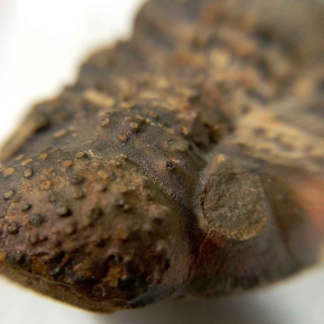 三葉虫　化石　三葉虫化石　究極のレトロ　fossil　ボリビア産　化石管理番号⑤