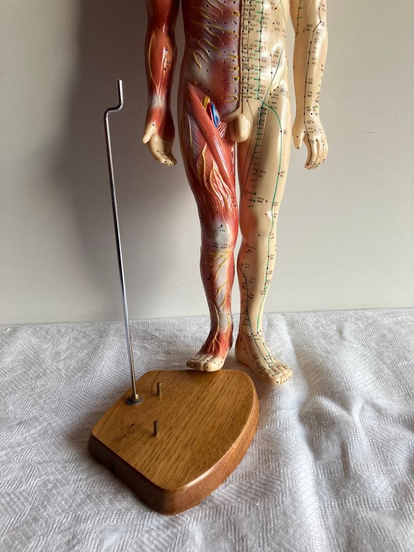 人体経絡経穴モデル　鍼灸整体ツボ　東洋中医学教材　男性人形模型　56㎝