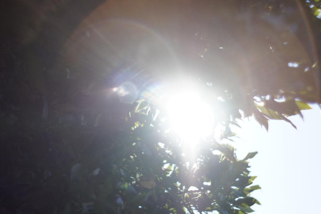 作例あり PENTAX Super Takumar 55mm f1.8 前期型