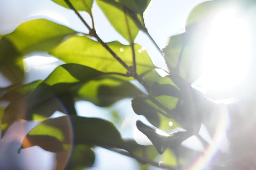 作例あり PENTAX Super Takumar 55mm f1.8 前期型