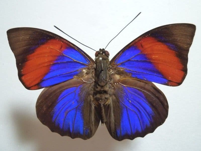 【外国産蝶標本】アグリアス・ナルキッサス♂/ブラジル産/78mm