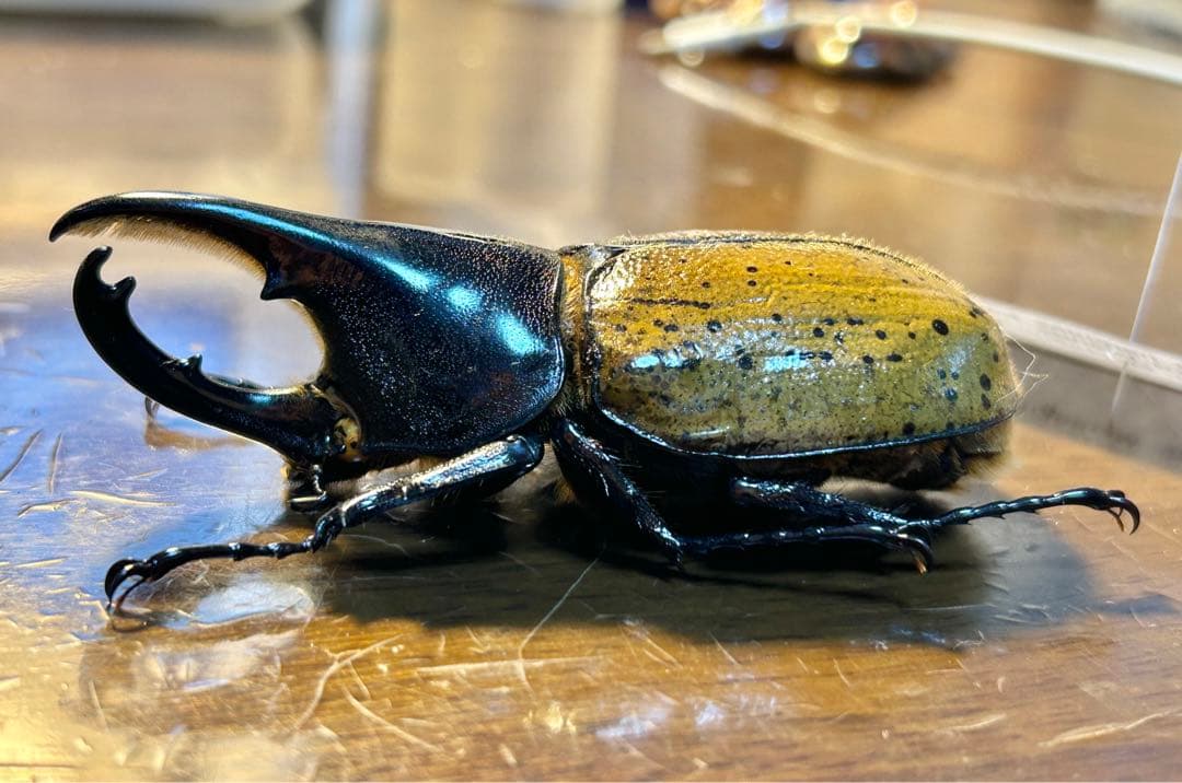 Dynastesさま専用標本