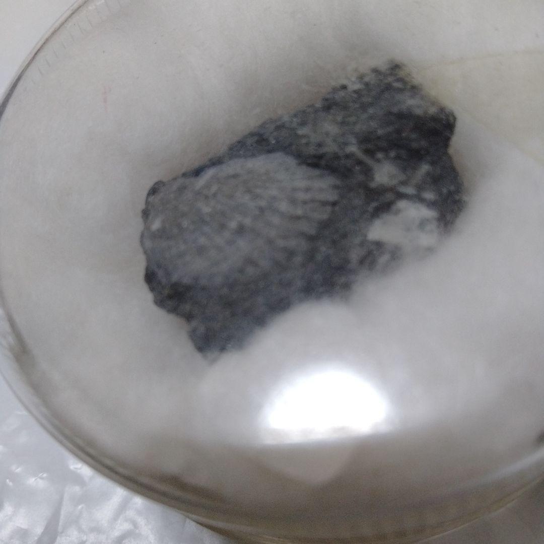 化石 モノチス モノティス 三畳紀 中生代 示準化石 志津川町 皿貝層群もの