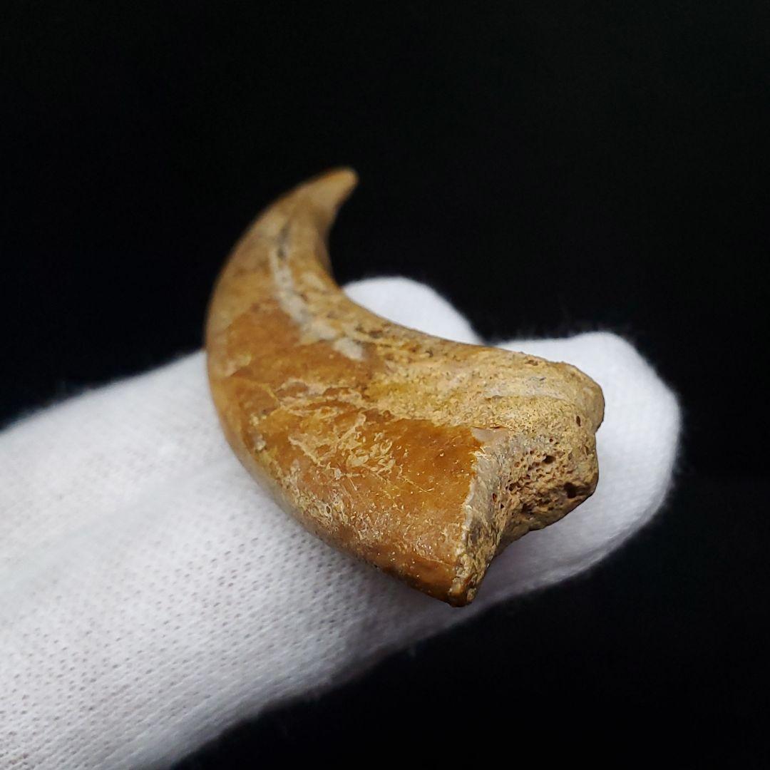 博物館級 アランカ 翼竜 爪 化石 本物 モロッコ産 61.84mm fr67