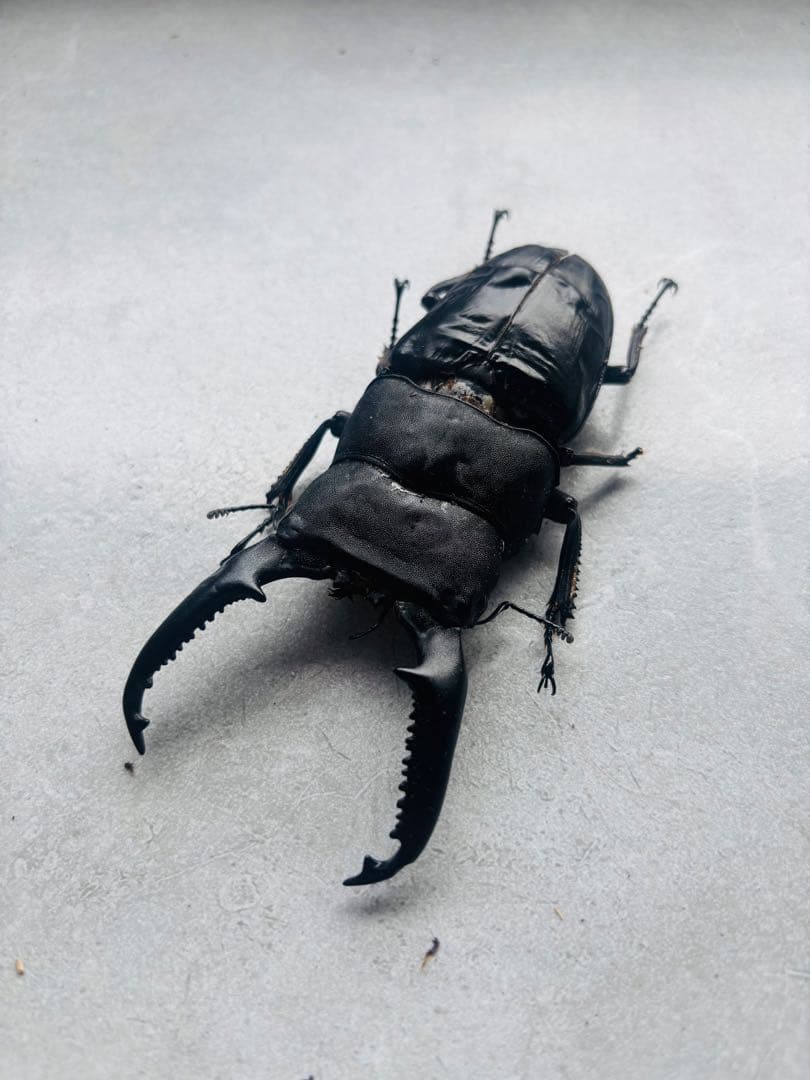 パラワンオオヒラタ　オス109ミリ メス48ミリ　標本