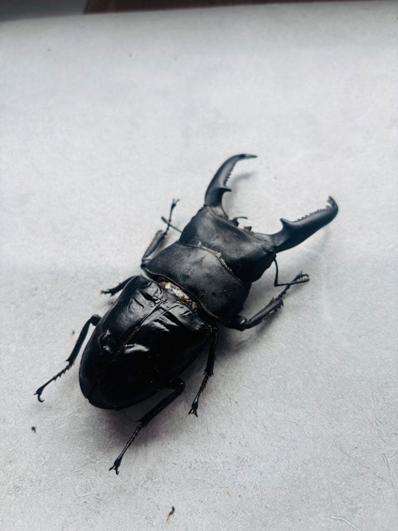 パラワンオオヒラタ　オス109ミリ メス48ミリ　標本