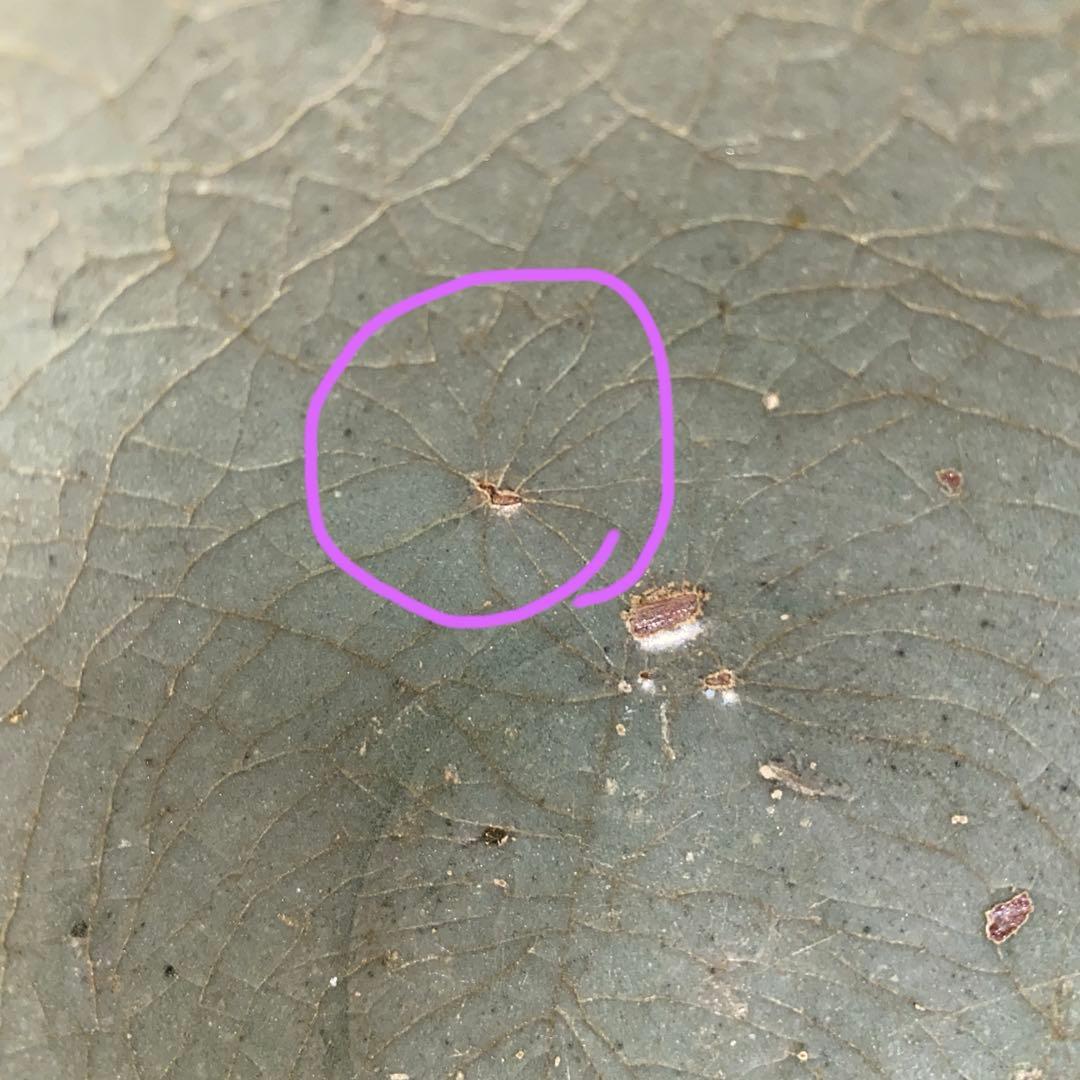 青磁茶碗　龍泉窯　元-明時代　七官