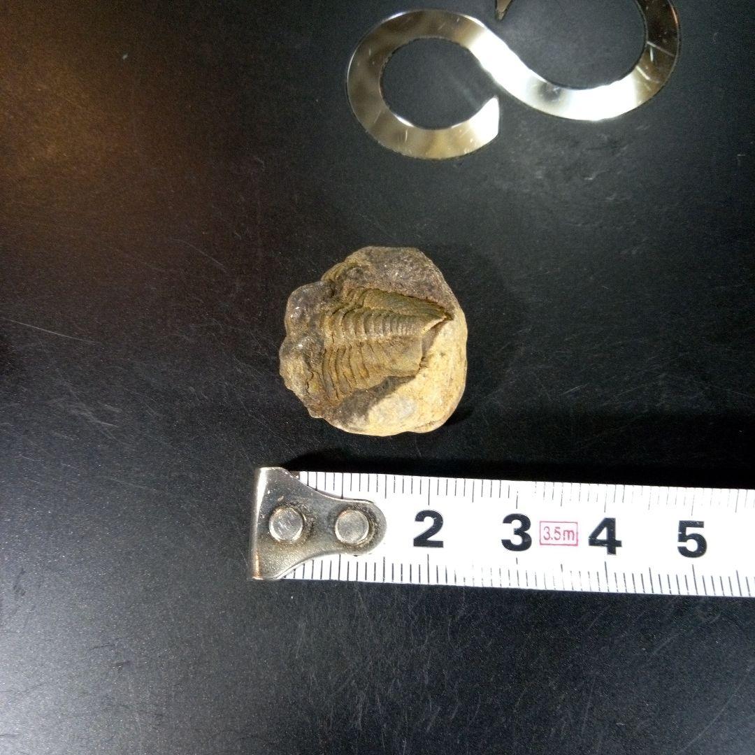 三葉虫　化石　fossil　海　ボリビア産　trilobite　海生動物判別⑥