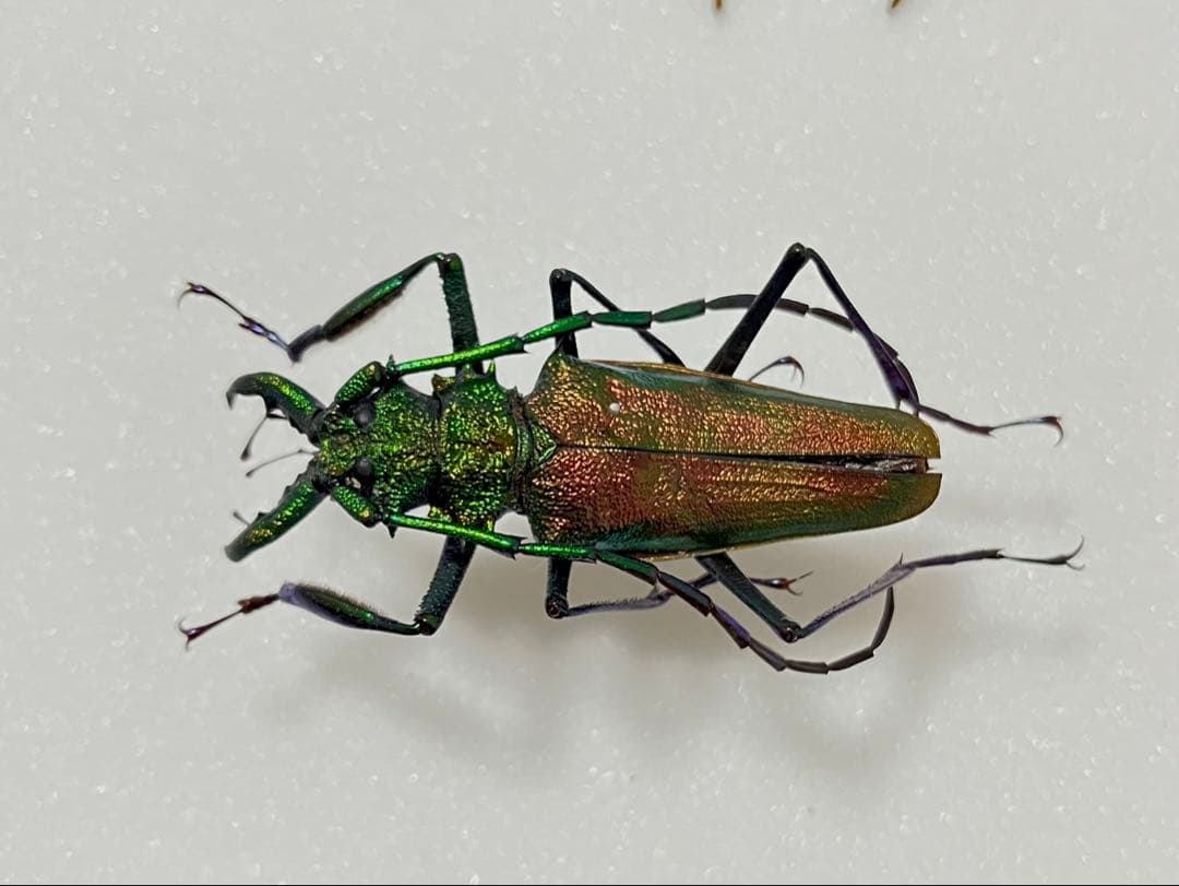 【最美麗個体！】グリーン×レッドのルリオニカミキリ 標本 キンオニカミキリ