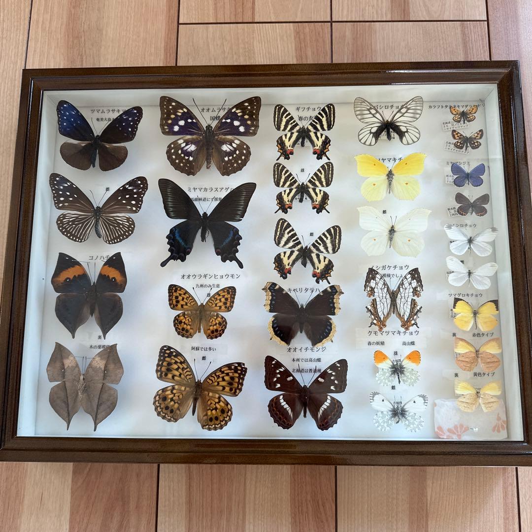 蝶の標本 16種類 ガラスケース入り