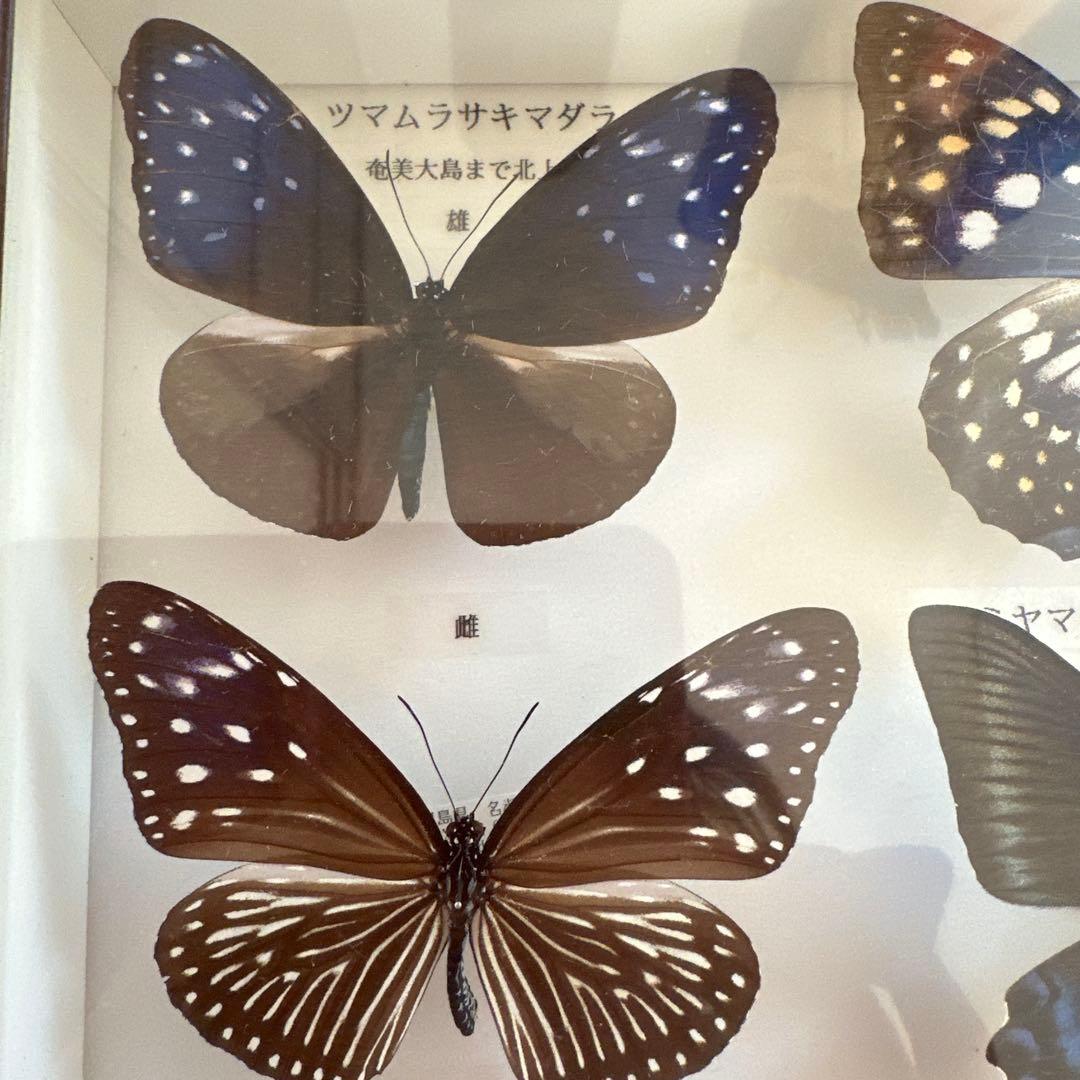 蝶の標本 16種類 ガラスケース入り