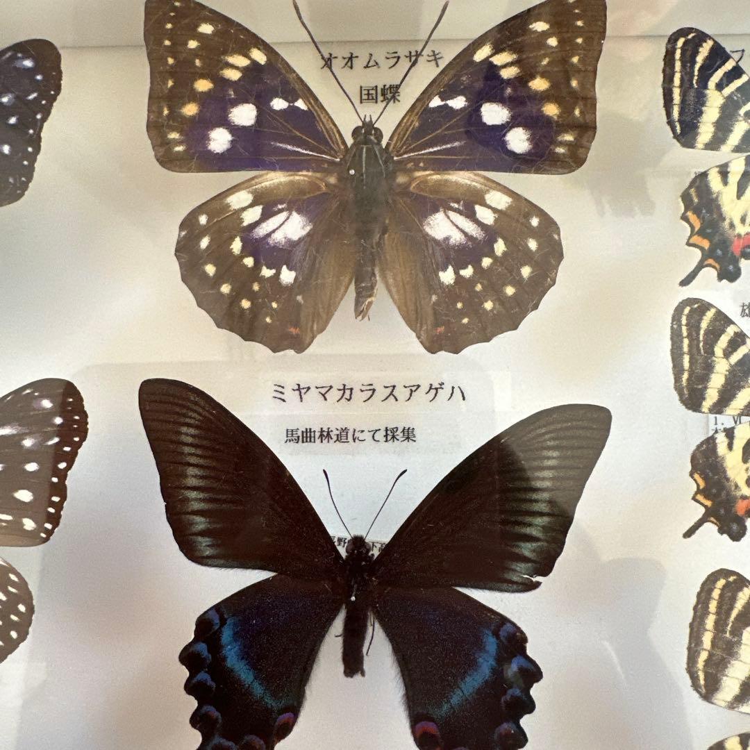 蝶の標本 16種類 ガラスケース入り