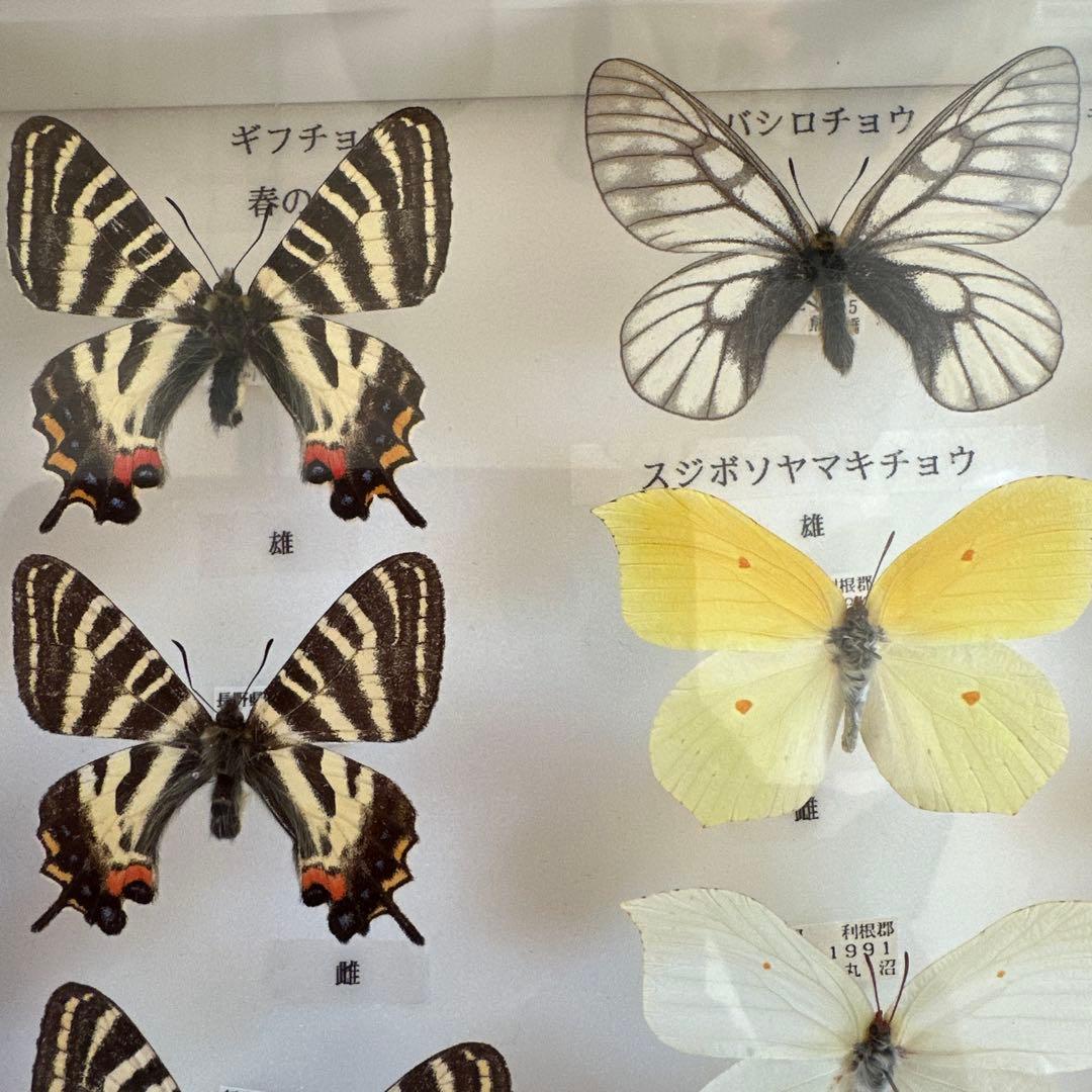 蝶の標本 16種類 ガラスケース入り