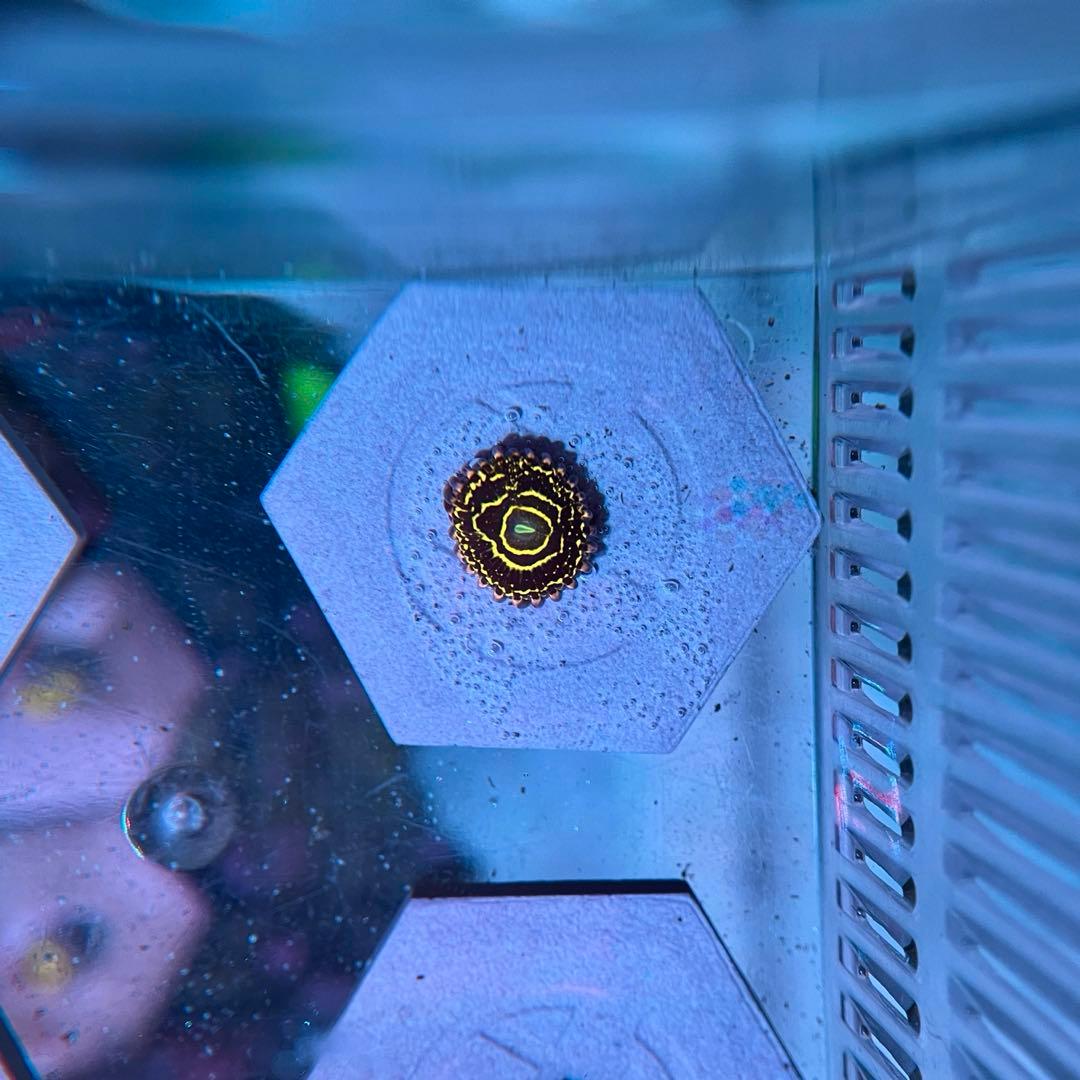 マメスナギンチャク ストラトスフィア サンゴ 01