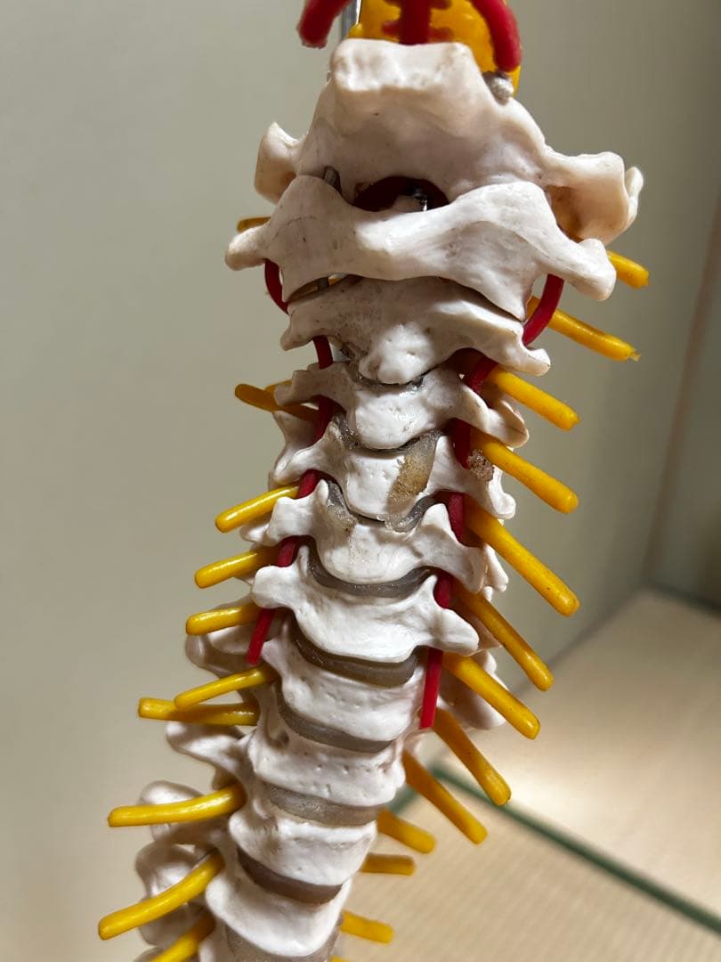 人骨模型　骨格模型　170cm 脊柱模型　70cm