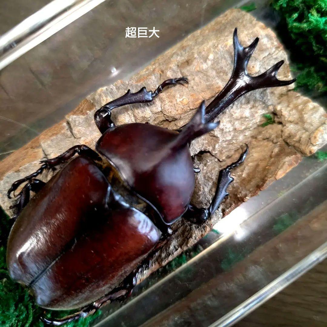 宝物野生巨大超特大大型87mm頭角19.8mm胸角6.4mmぐらいカブトムシ標本