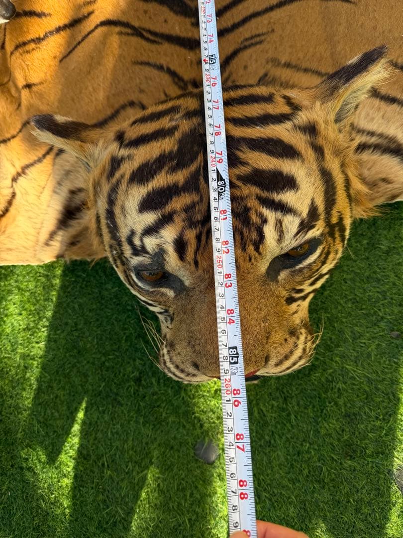 虎 剥製　国際希少野生動植物種登録票付き