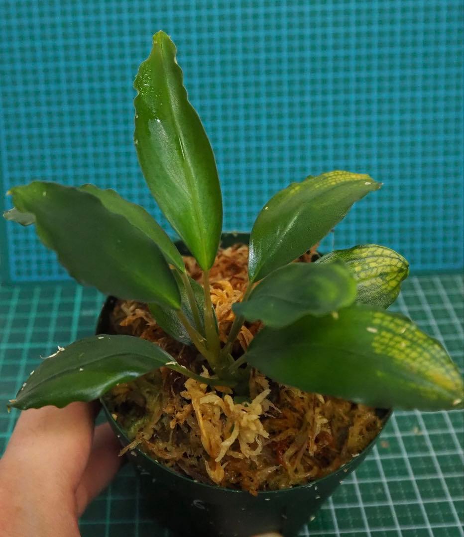 Bucephalandra sp.オリーバ【カミハタ】