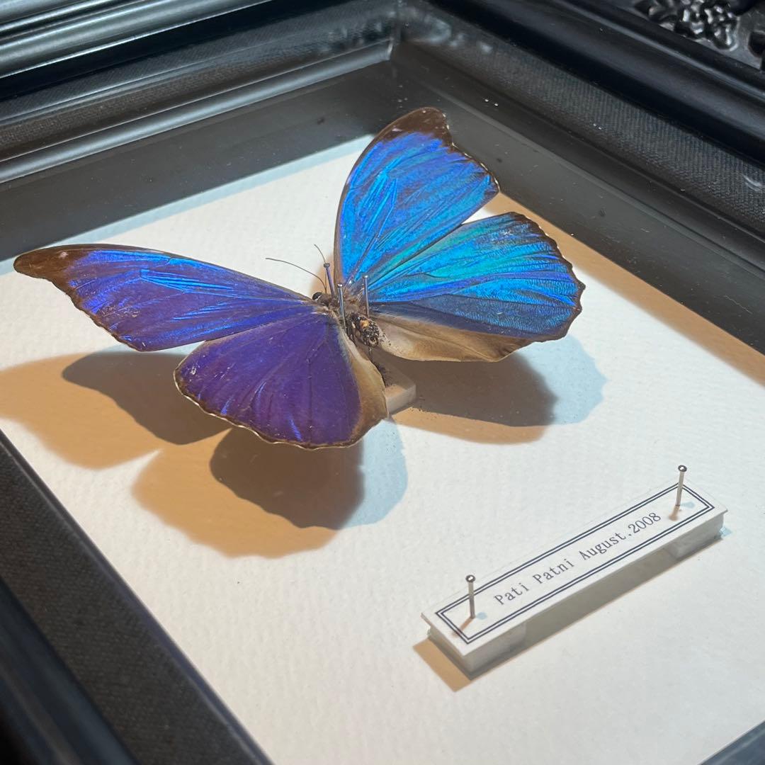 モルフォチョウ　大型個体　標本