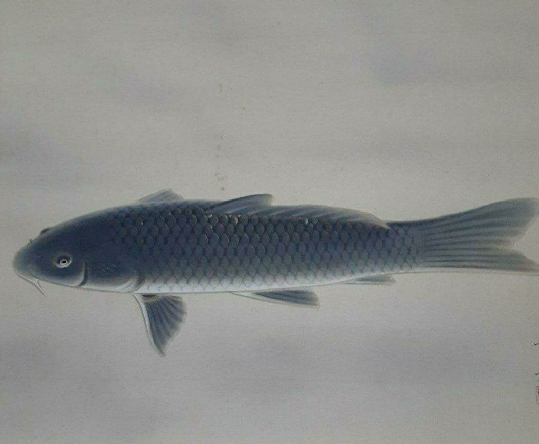 掛け軸/黒鯉/一匹