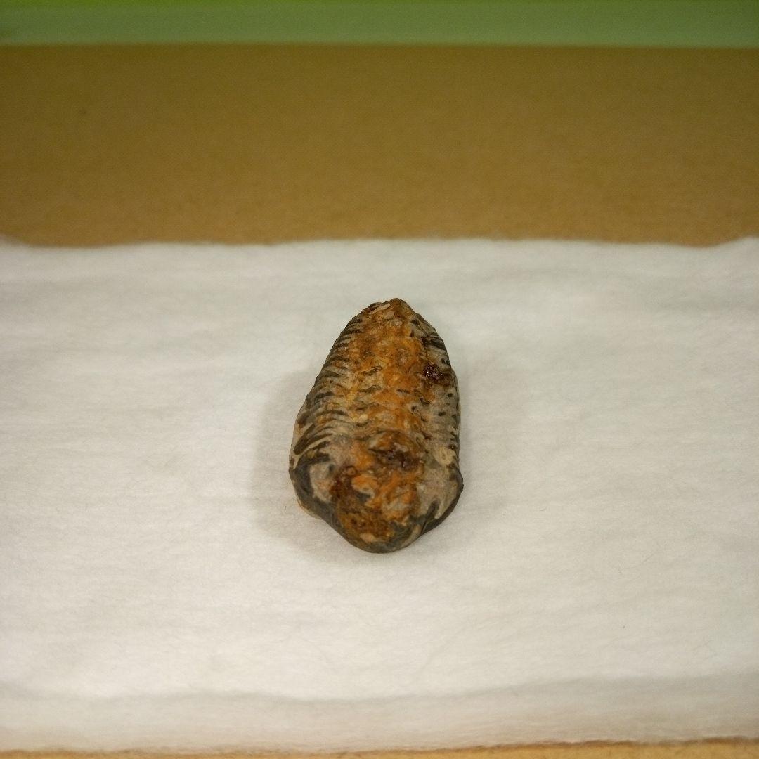 三葉虫　化石　fossil　ボリビア産　レア　Fossil判別⑧