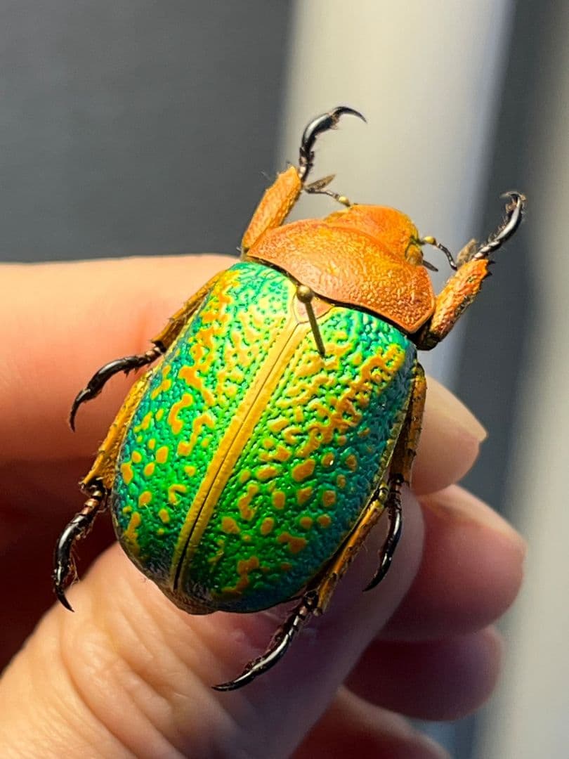 【31mm】ヴィクトリナウグイスコガネ　プラチナコガネ　標本　カナブンハナムグリ