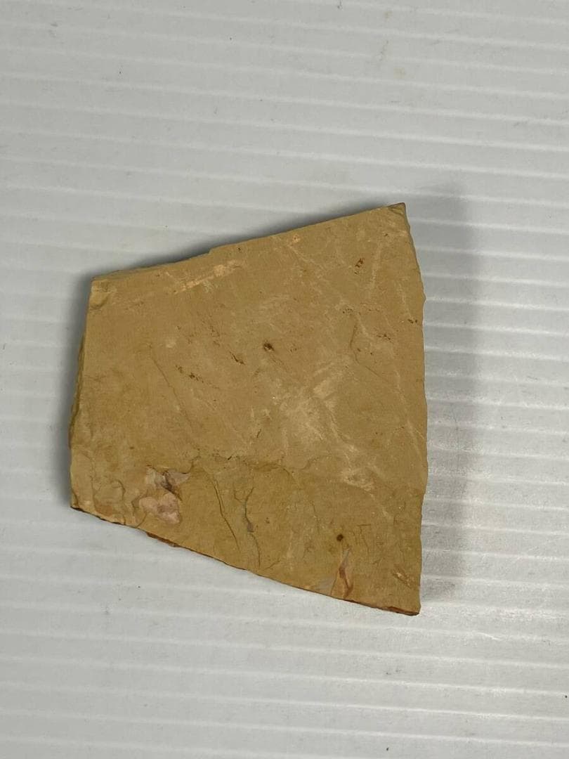 カンブリア紀 Isopyx curvirostratus 化石｜澄江動物群