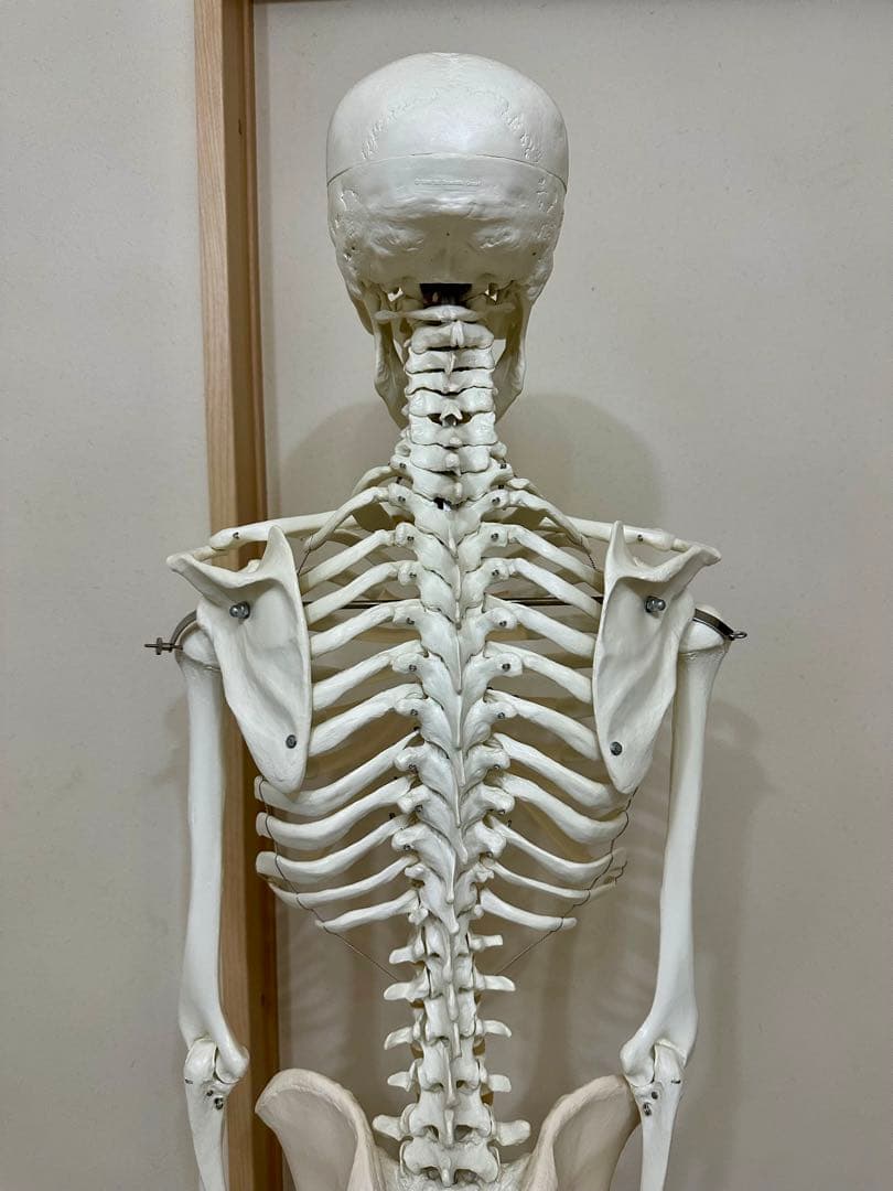 人体模型 約170cm キャスター付き