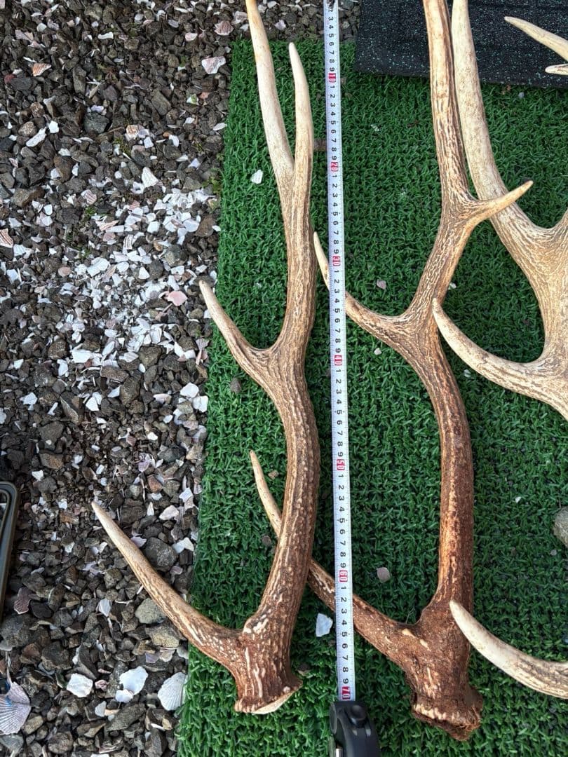 鹿の角 11本セット 66cm〜75cm位