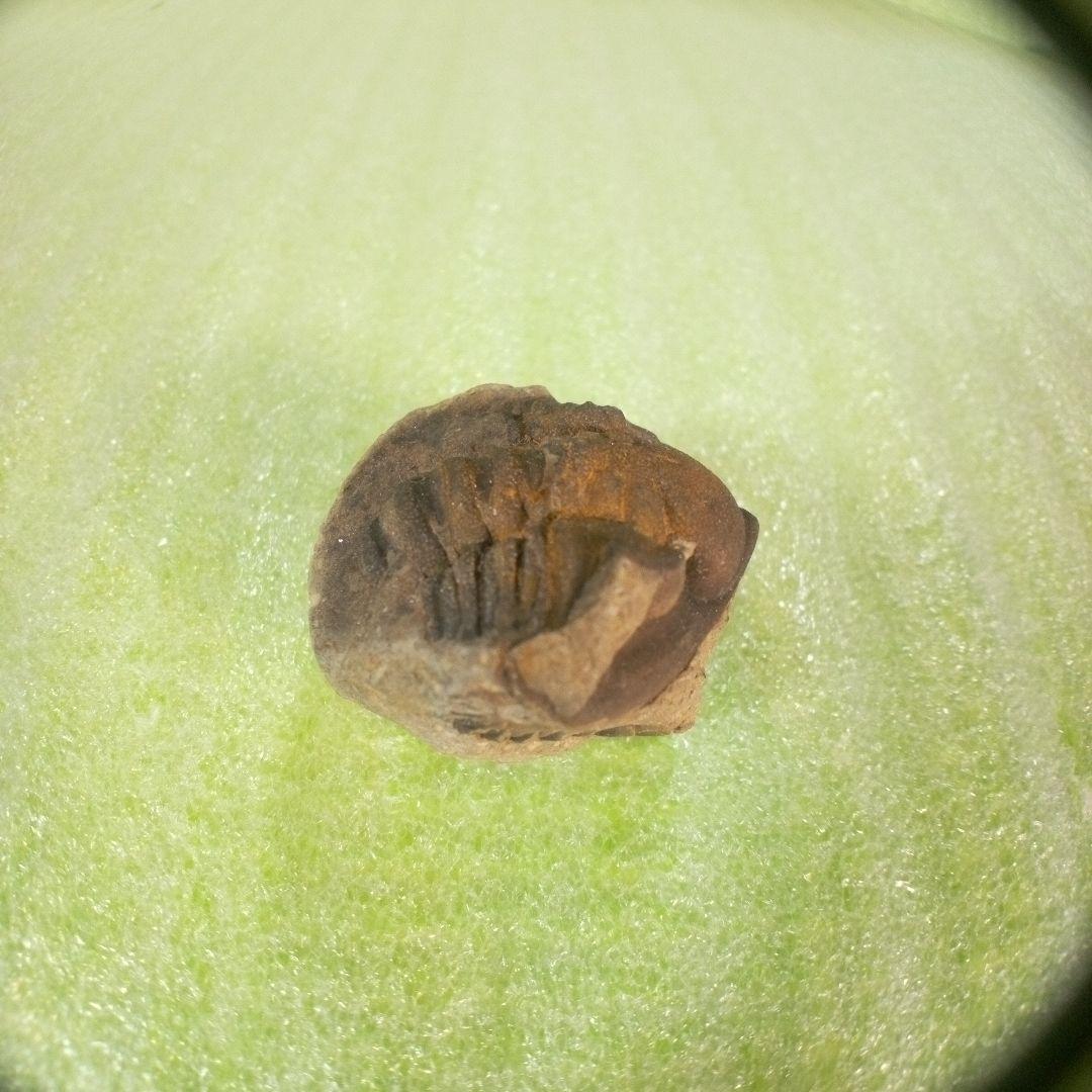 三葉虫　化石　fossil　ボリビア産　trilobite　ボリビア三葉虫郡⑪