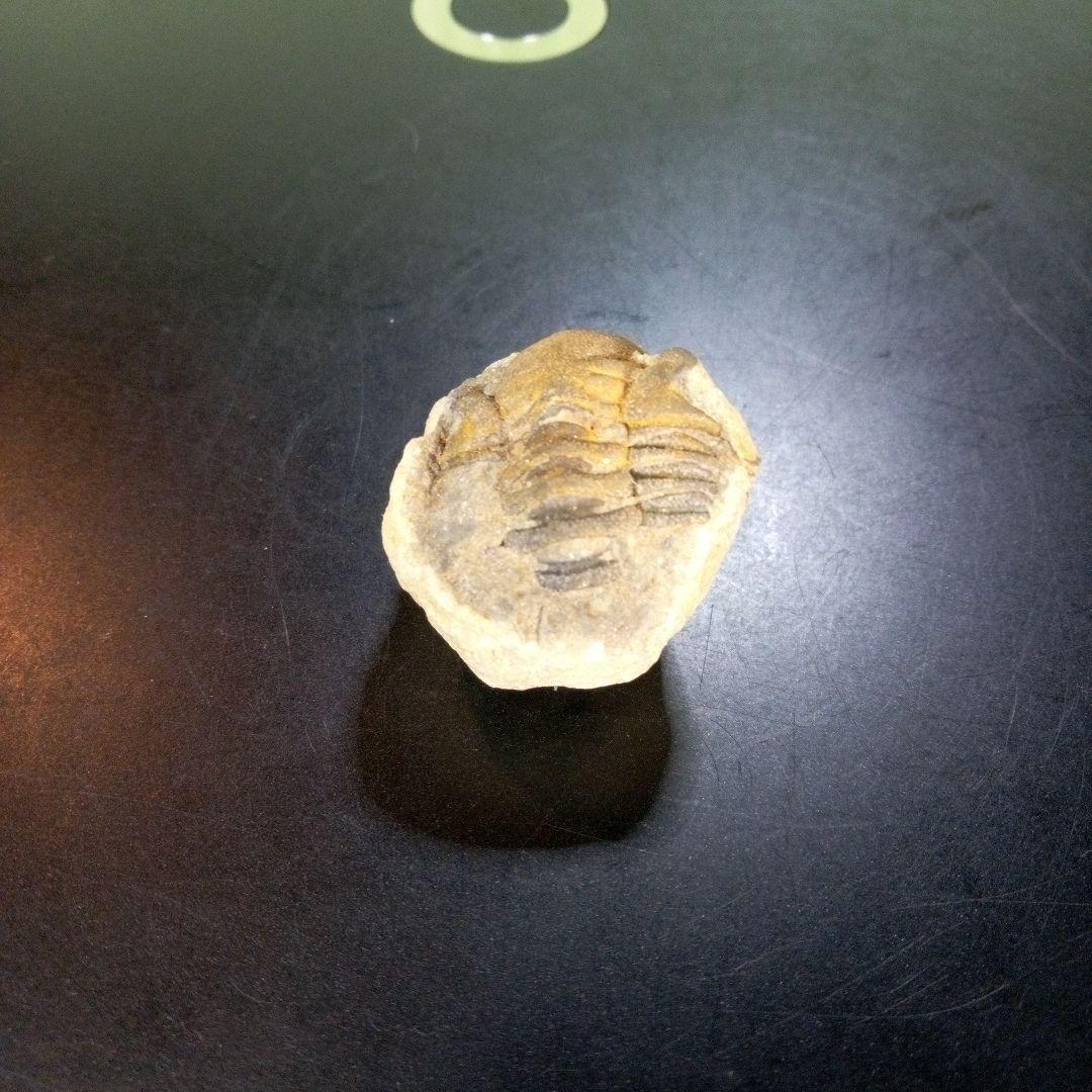 三葉虫　化石　fossil　ボリビア産　trilobite　ボリビア三葉虫郡⑪