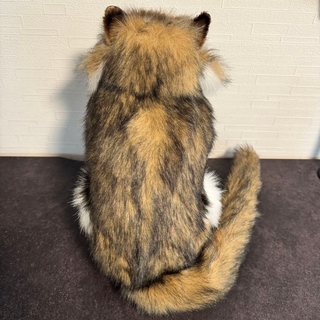 HANSA （ハンサ）ノルウェージャンフォレストキャット