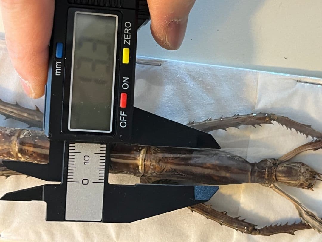 【極太LAST】スマトラナナフシ コノハムシ ナナフシ カマキリ マンティス標本