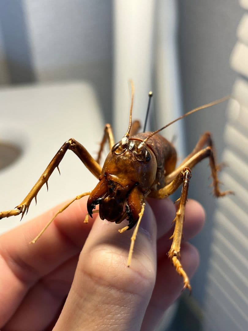 【極美展足】アゴコロギス ダイオウクロギリス 昆虫標本 直翅類 カマキリ
