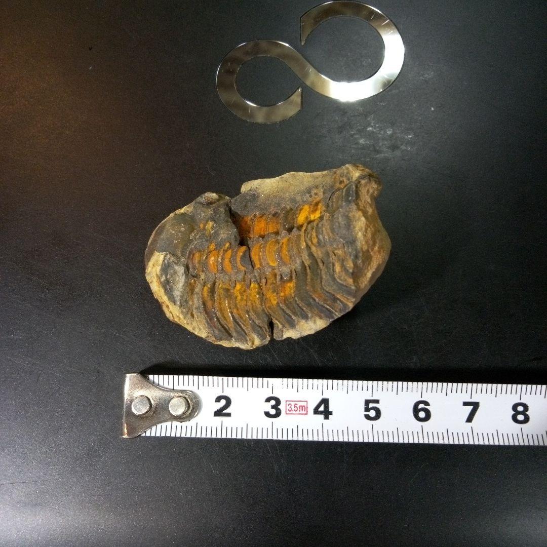 三葉虫　化石　fossil　ボリビア産　トライロバイト　Fossil番号④