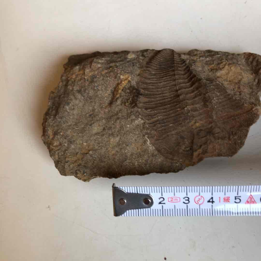 三葉虫化石　貴重品　モロッコで採取　輸出禁止になりました。