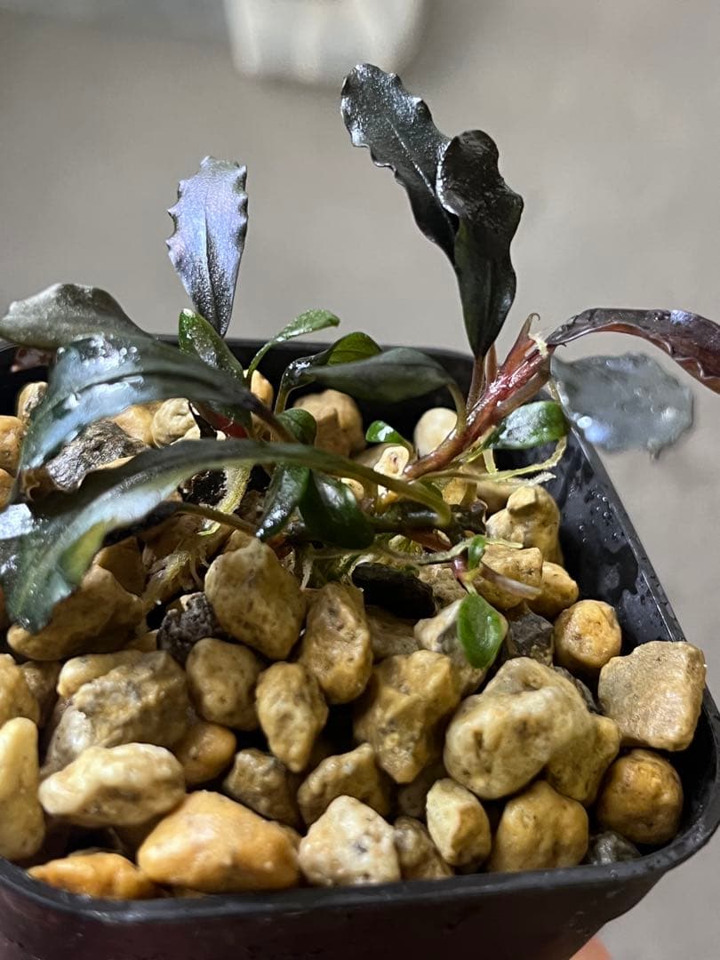 水草 Bucephalandra sp.Ghost Kalimantan