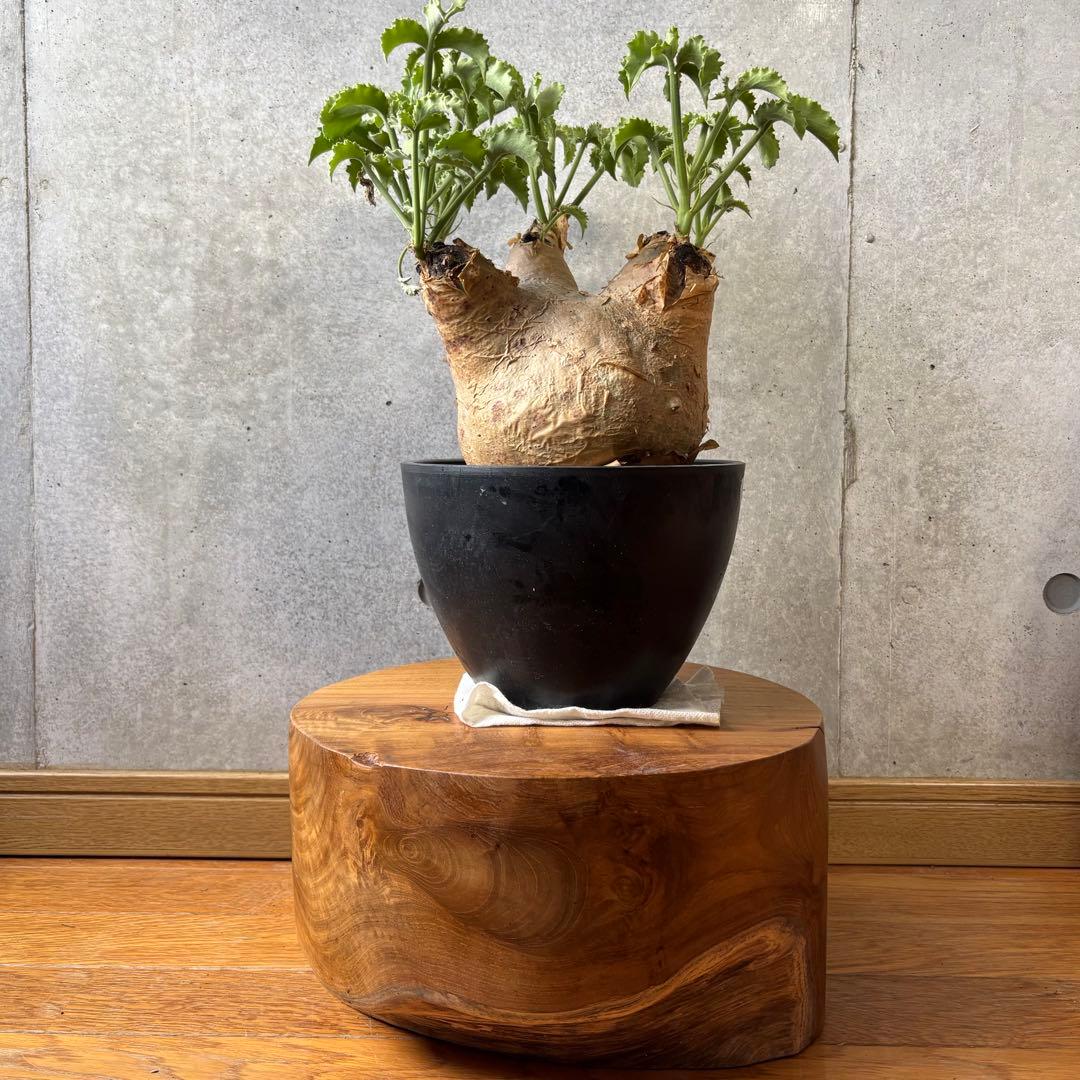 y*★様 円柱 ロースツール ローテーブル3