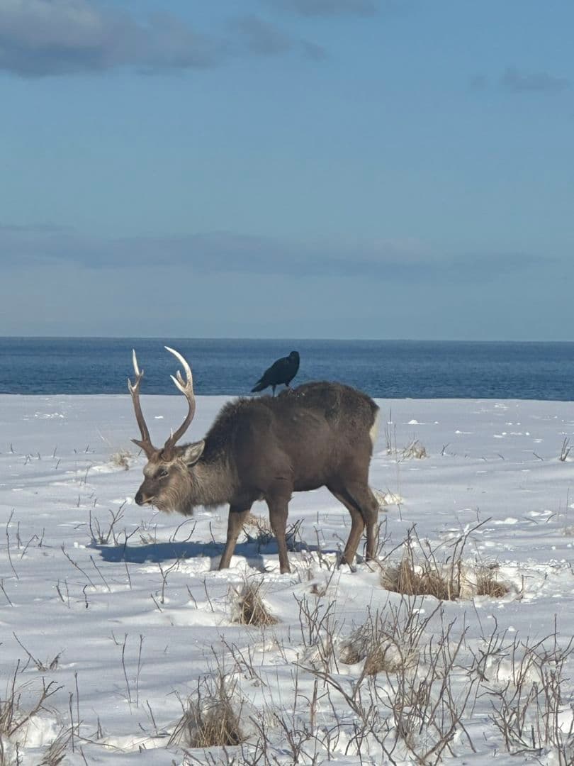 アキレス腱ジャーキー500g サワディーカー様　無添加　無着色