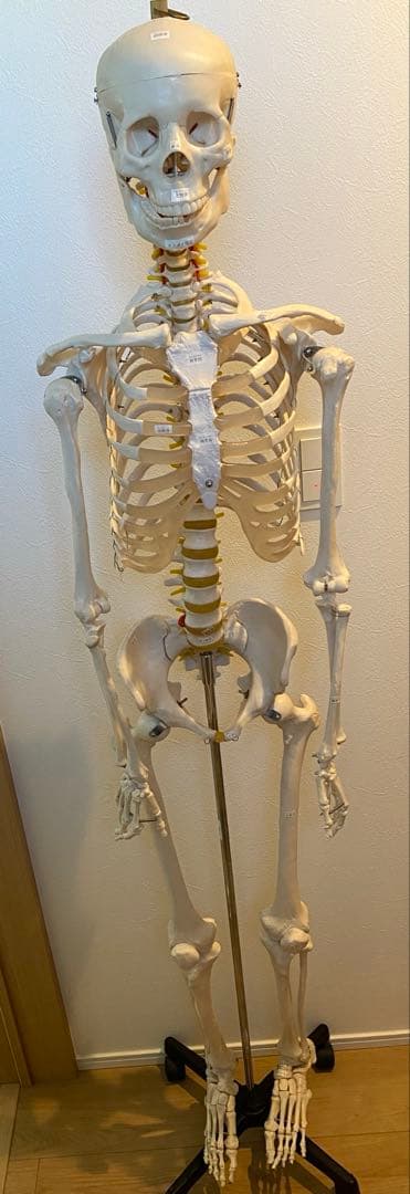 骨格模型　等身大サイズ