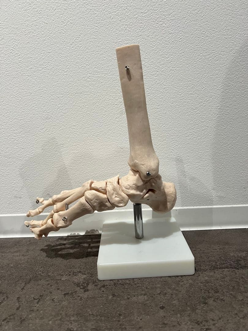 人体模型 脊椎・膝・足部
