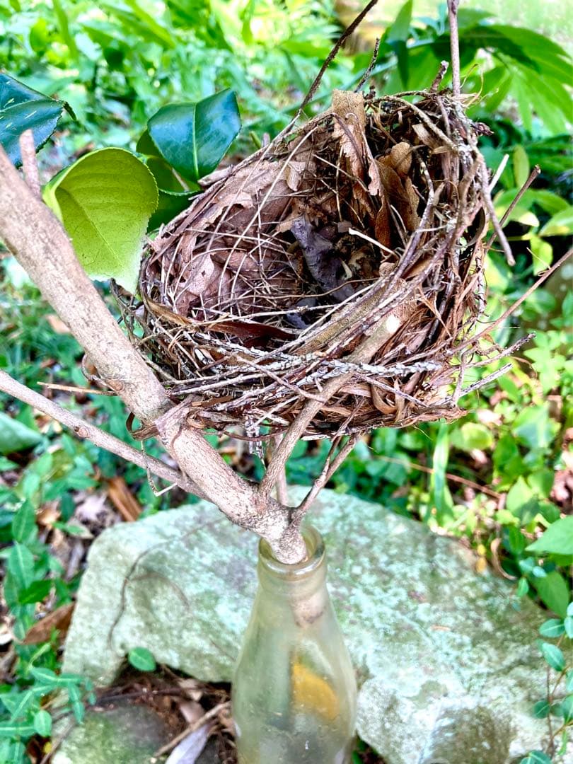 天然野生＊野鳥＊とっても可愛い枝付き【鳥の巣】巣＊小鳥の巣＊ネイティブオブジェ