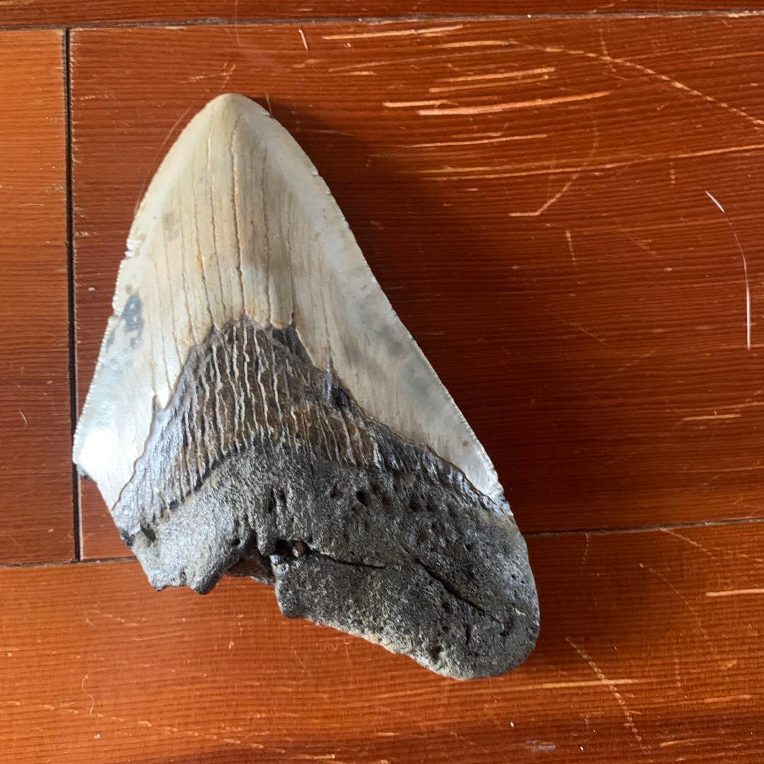 メガロドンの歯の化石