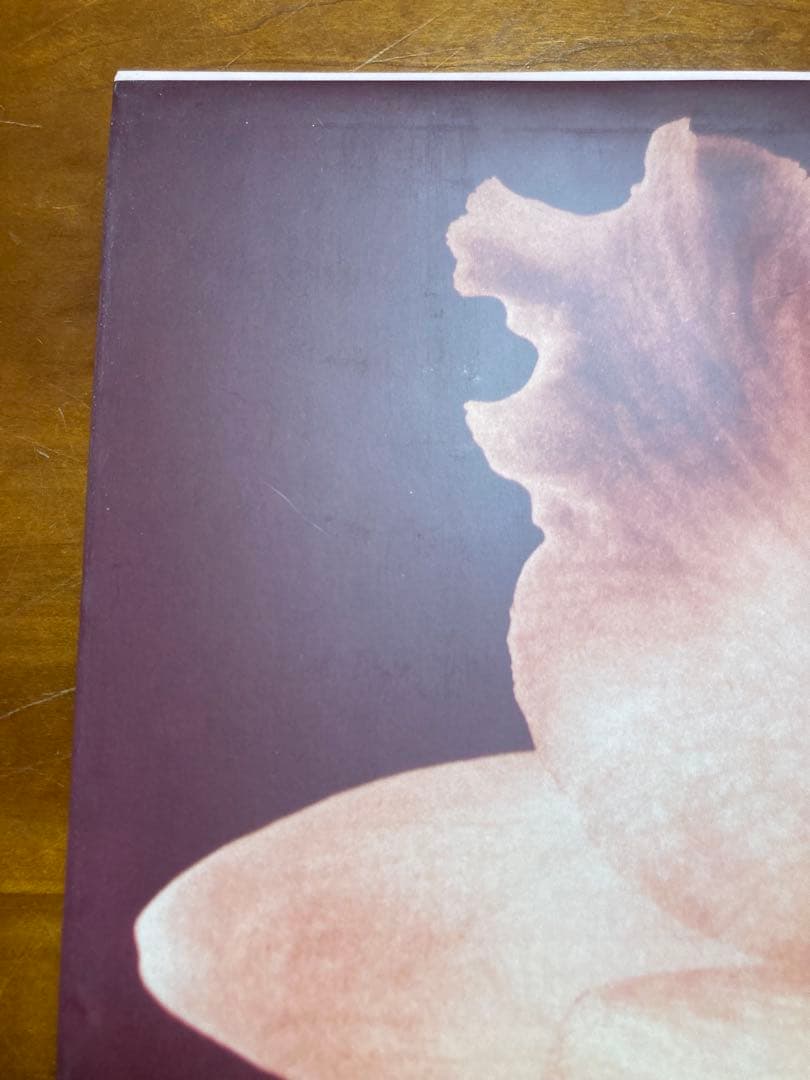 【PISTILS】Robert Mapplethorpeロバート・メイプルソープ