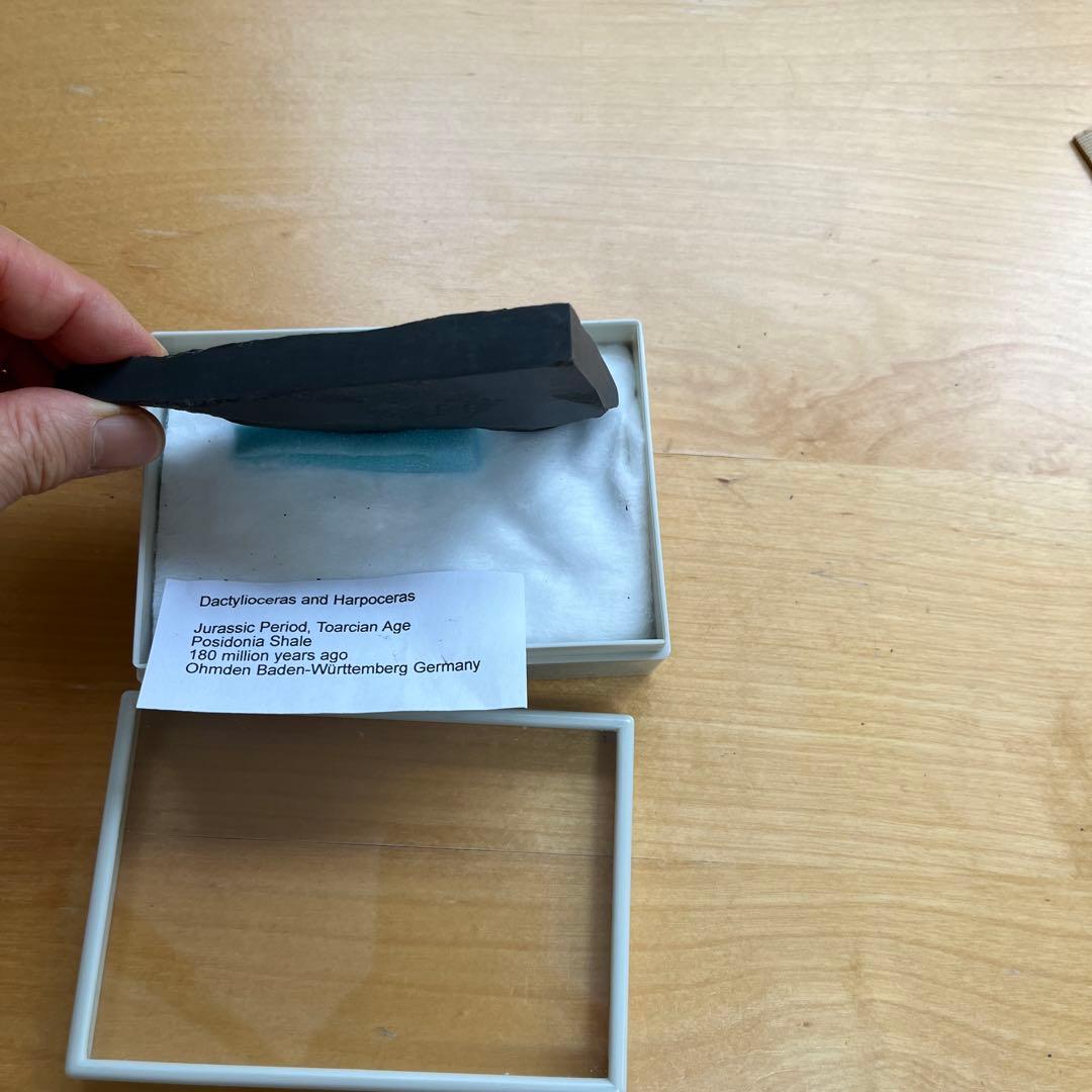 アンモナイトの化石