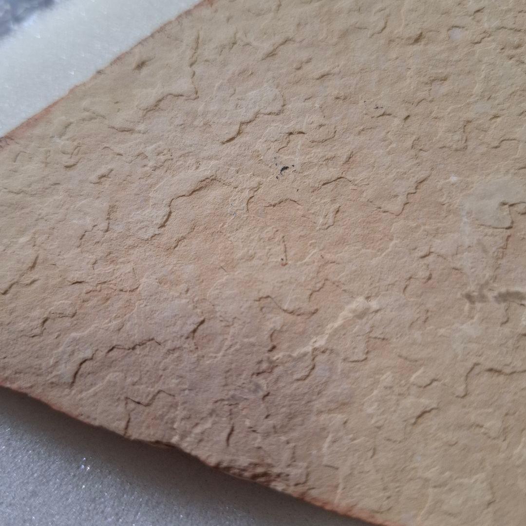 5500万年前の魚化石　ナイティア　Knightia　群体化石　新生代第三紀