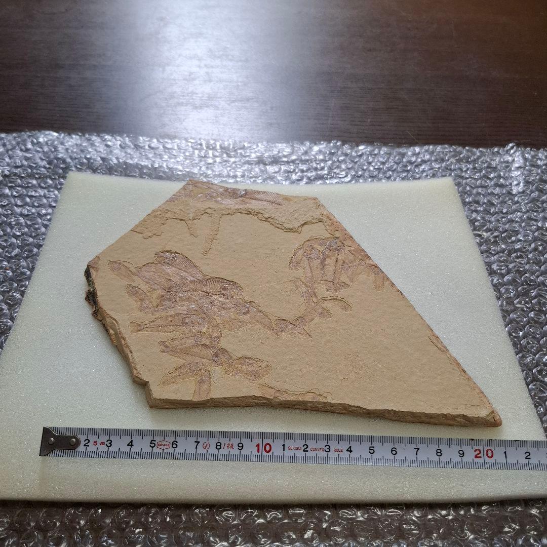 5500万年前の魚化石　ナイティア　Knightia　群体化石　新生代第三紀